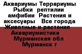 Аквариумы.Террариумы.Рыбки, рептилии, амфибии. Растения и аксесуары - Все города Животные и растения » Аквариумистика   . Мурманская обл.,Мурманск г.